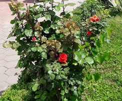 dom za odrasle osobe